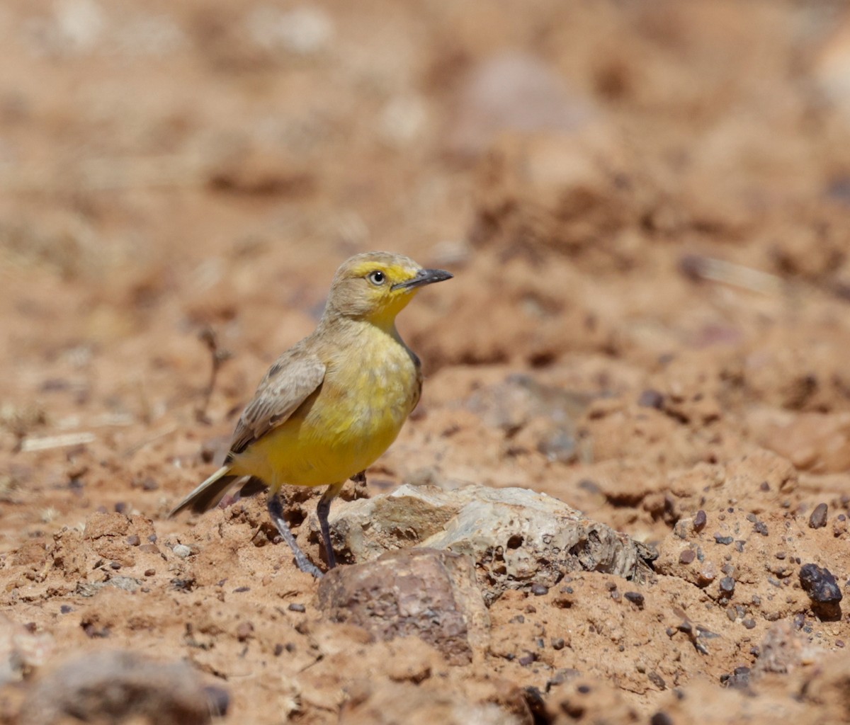 Gibberbird - ML642407411