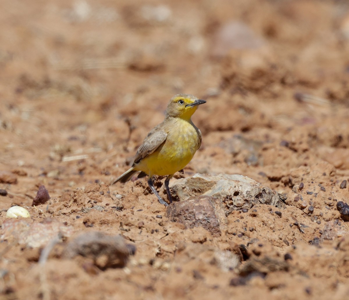 Gibberbird - ML642407412