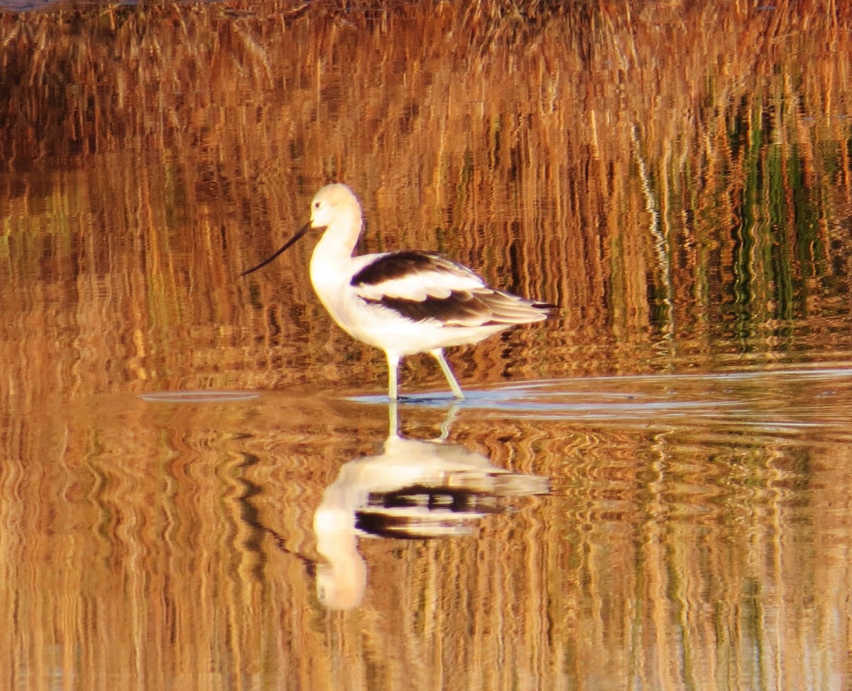 American Avocet - ML642407452