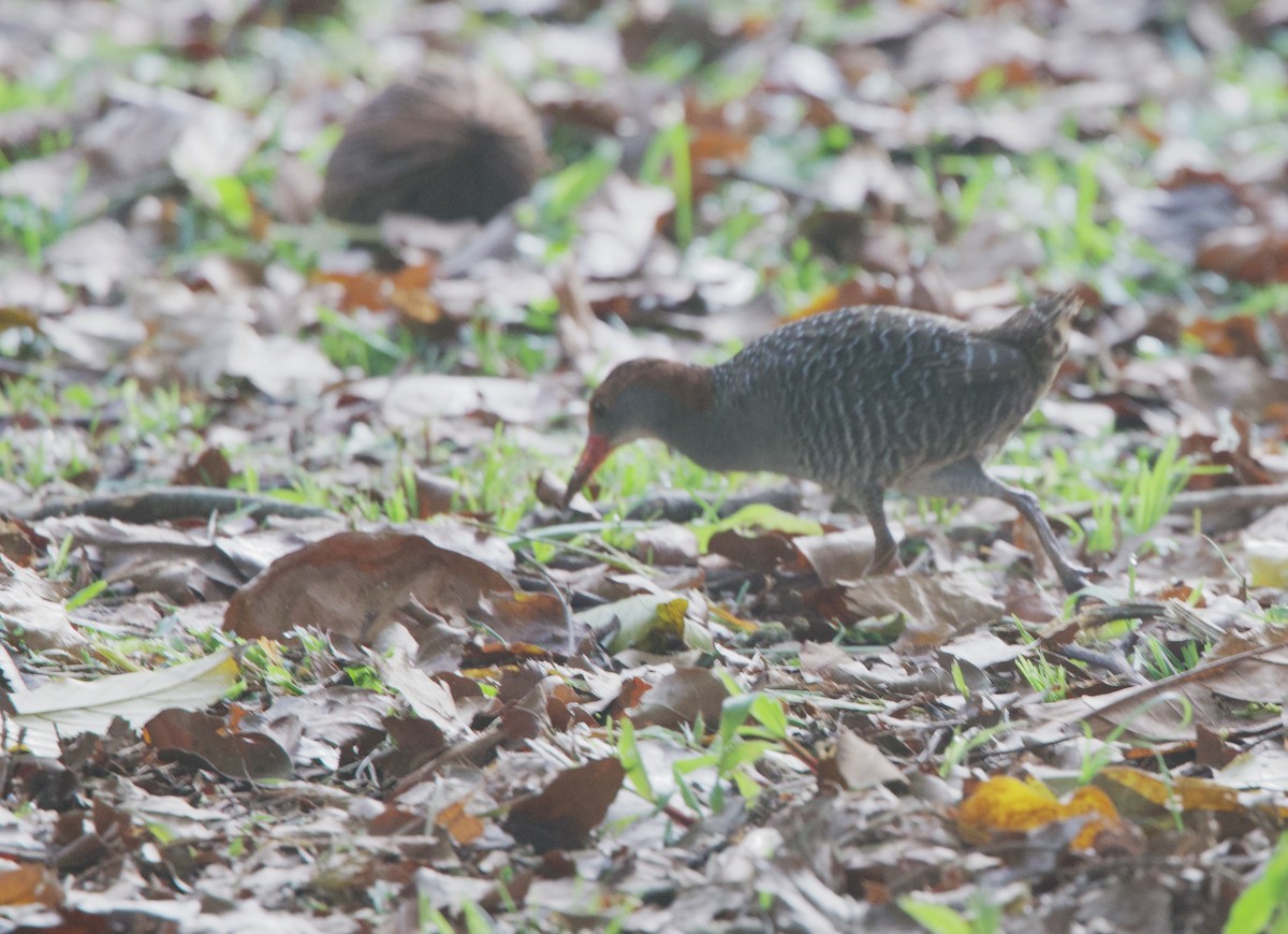 Râle strié - ML642407466