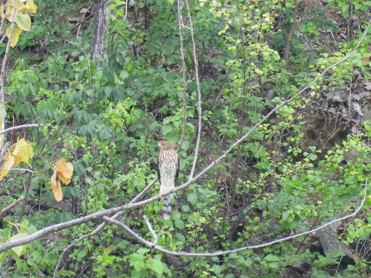 Cooper's Hawk - ML642407484