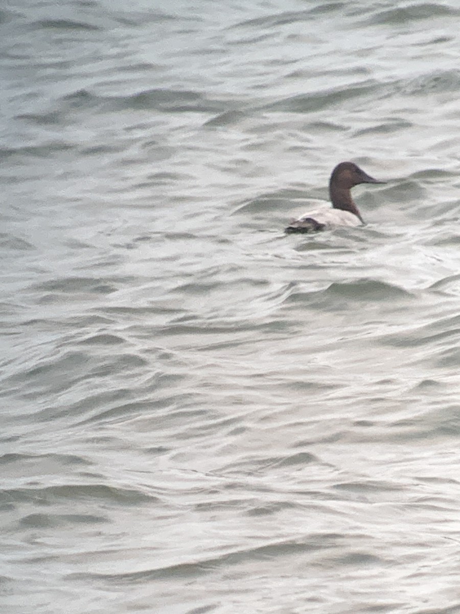 Canvasback - ML642407497
