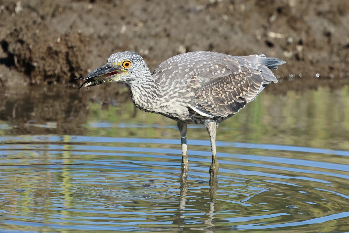 Yellow-crowned Night Heron - ML642407506