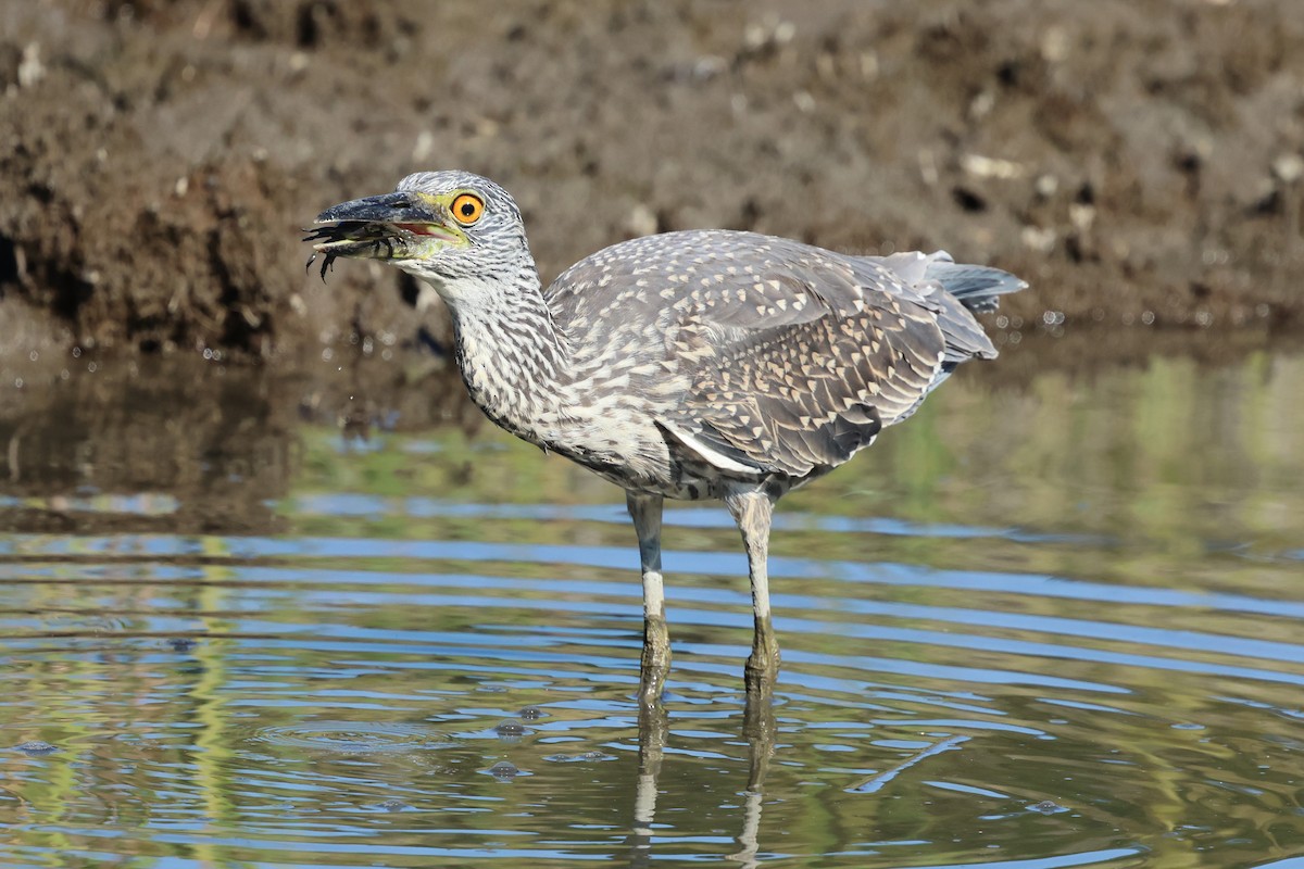 Yellow-crowned Night Heron - ML642407516