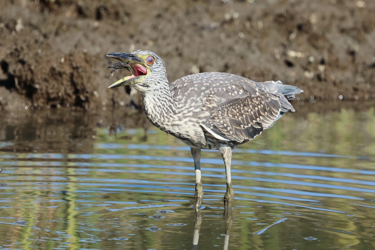 Yellow-crowned Night Heron - ML642407538