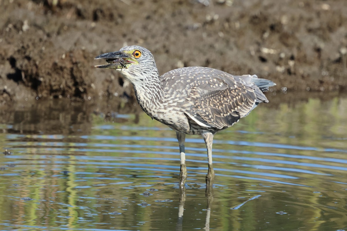 Yellow-crowned Night Heron - ML642407541