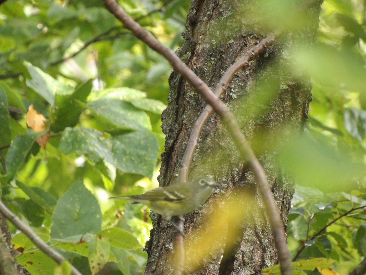 eremittvireo - ML642407563
