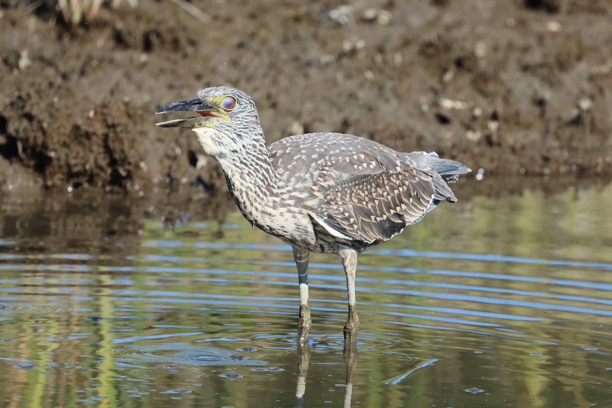 Yellow-crowned Night Heron - ML642407571