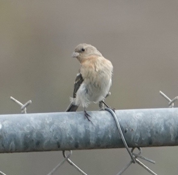 Passerin azuré - ML642407573
