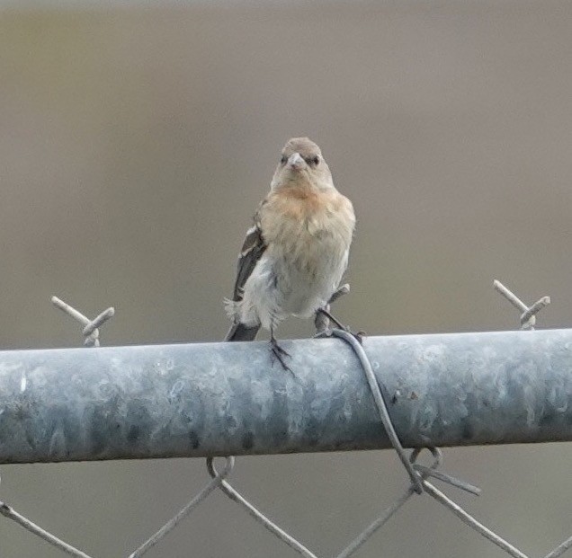 Passerin azuré - ML642407574