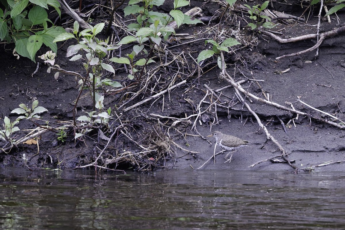 Drosseluferläufer - ML642407576