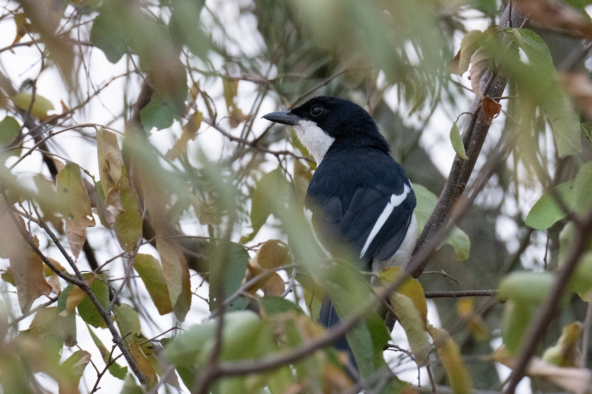 Tropical Boubou - ML642407600