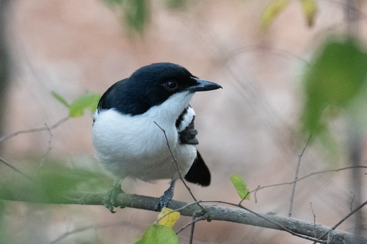 Tropical Boubou - ML642407605