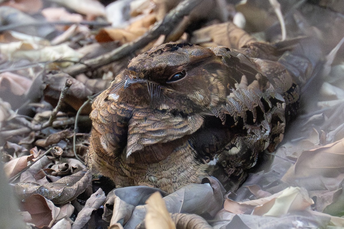 Fiery-necked Nightjar - ML642407616