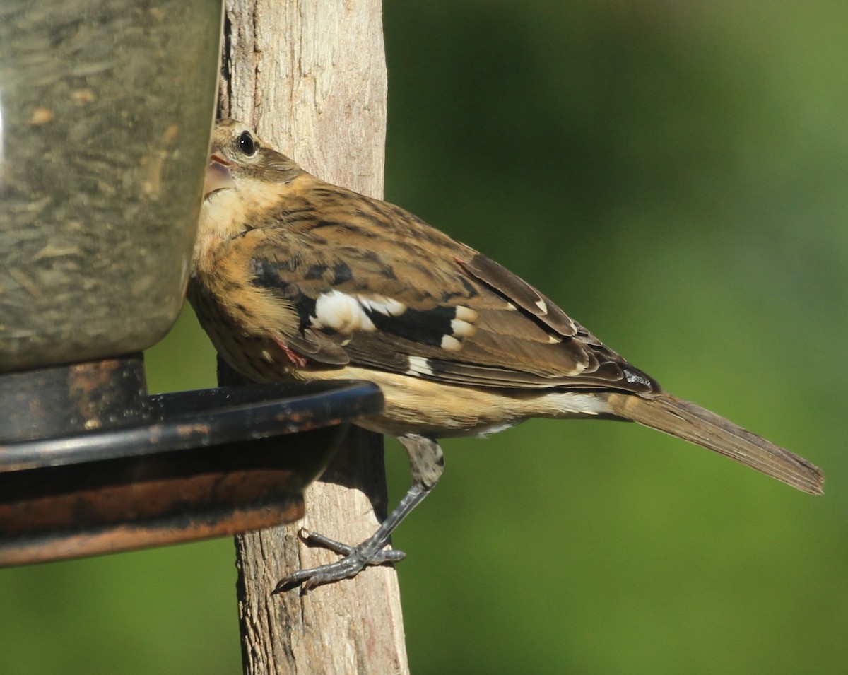 Rose-breasted Grosbeak - ML642407619