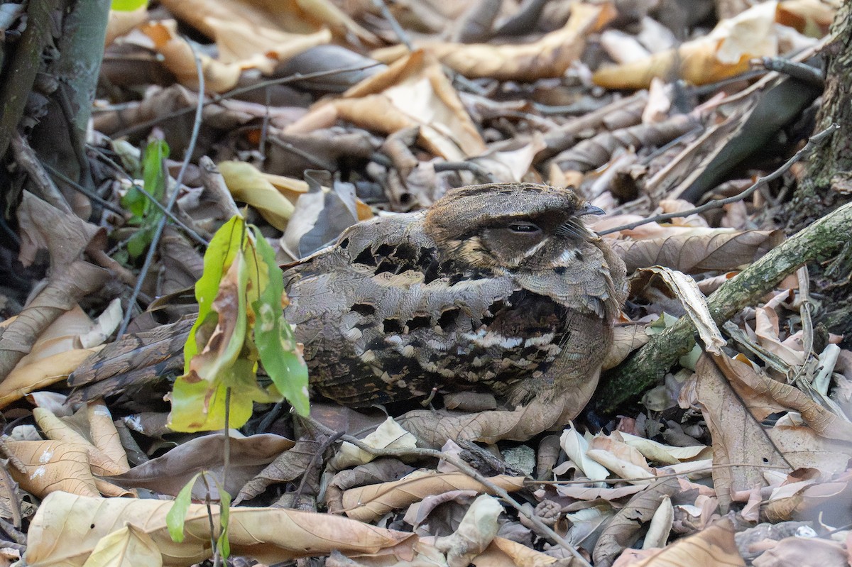 Fiery-necked Nightjar - ML642407624
