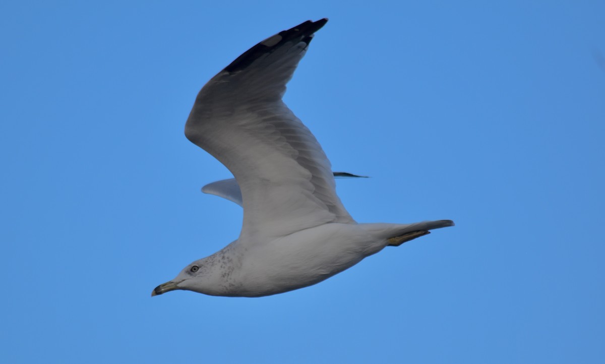 Ring-billed Gull - ML642407627