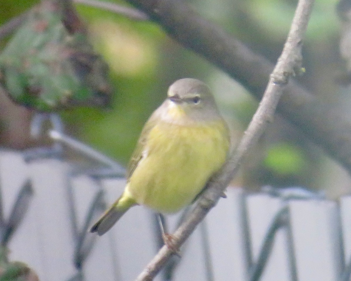 oransjekroneparula - ML642407647
