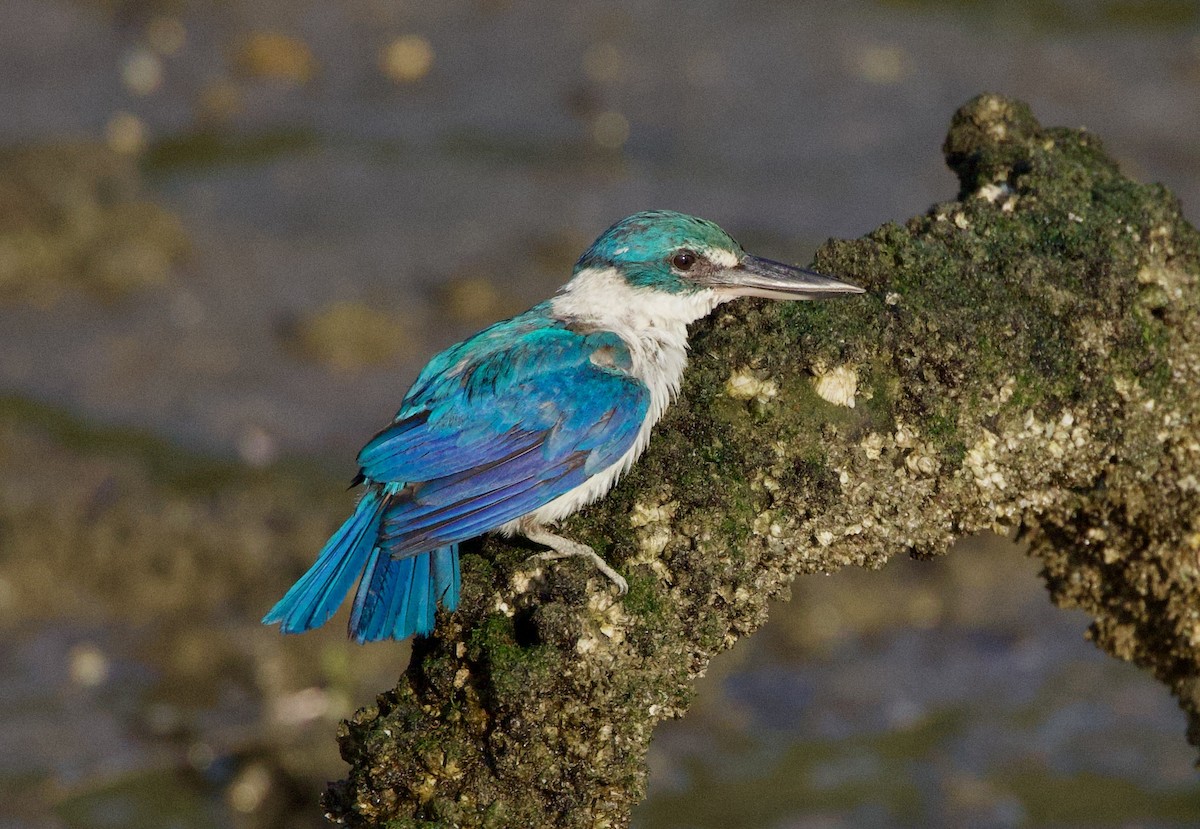 Collared Kingfisher - ML642407666