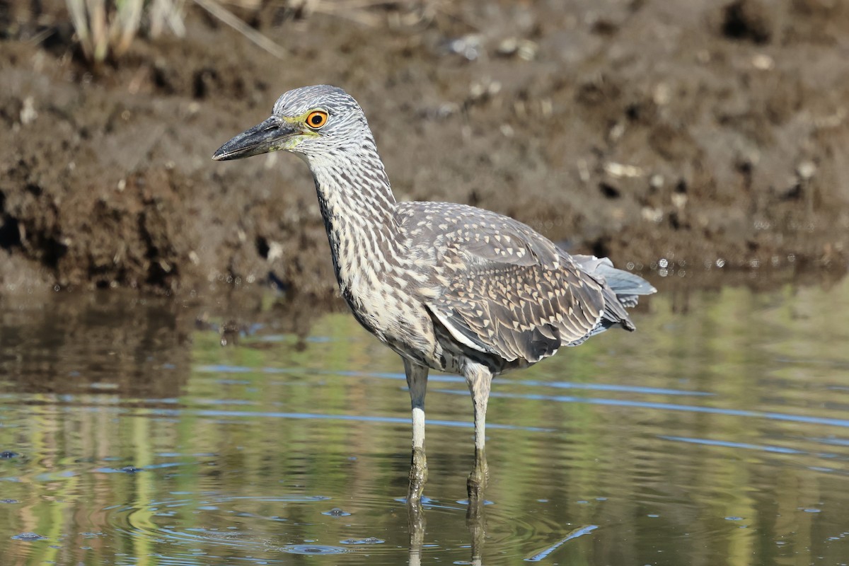 Yellow-crowned Night Heron - ML642407686