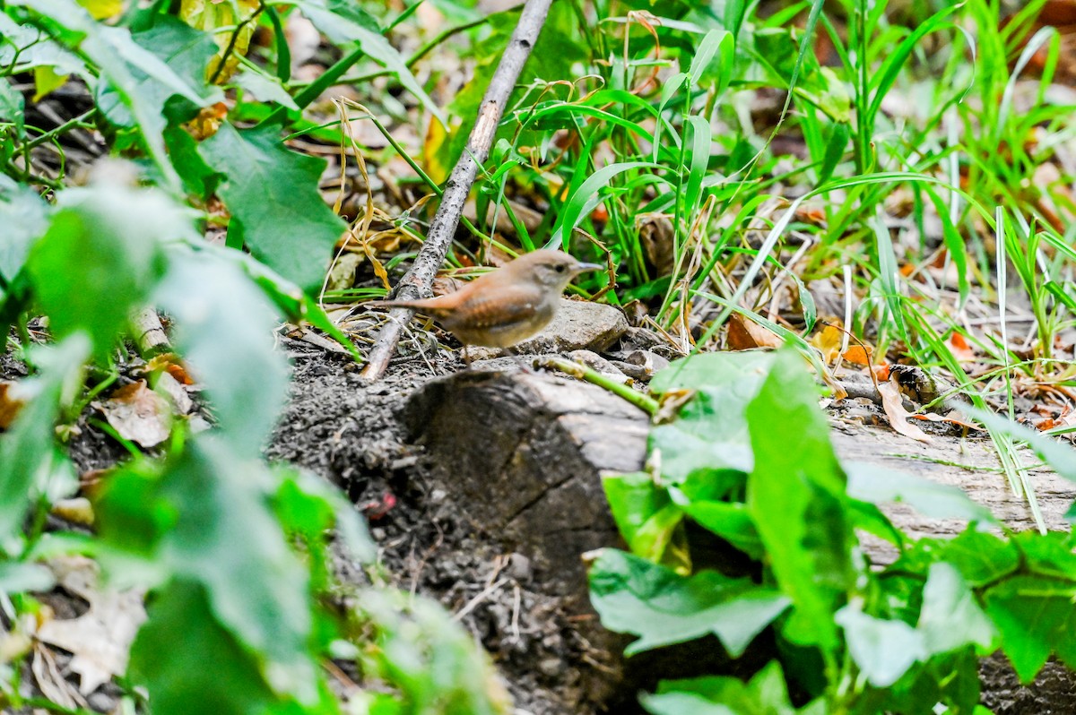 Northern House Wren - ML642407698