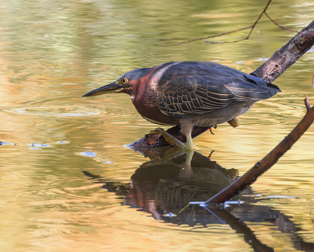 Green Heron - ML642407700