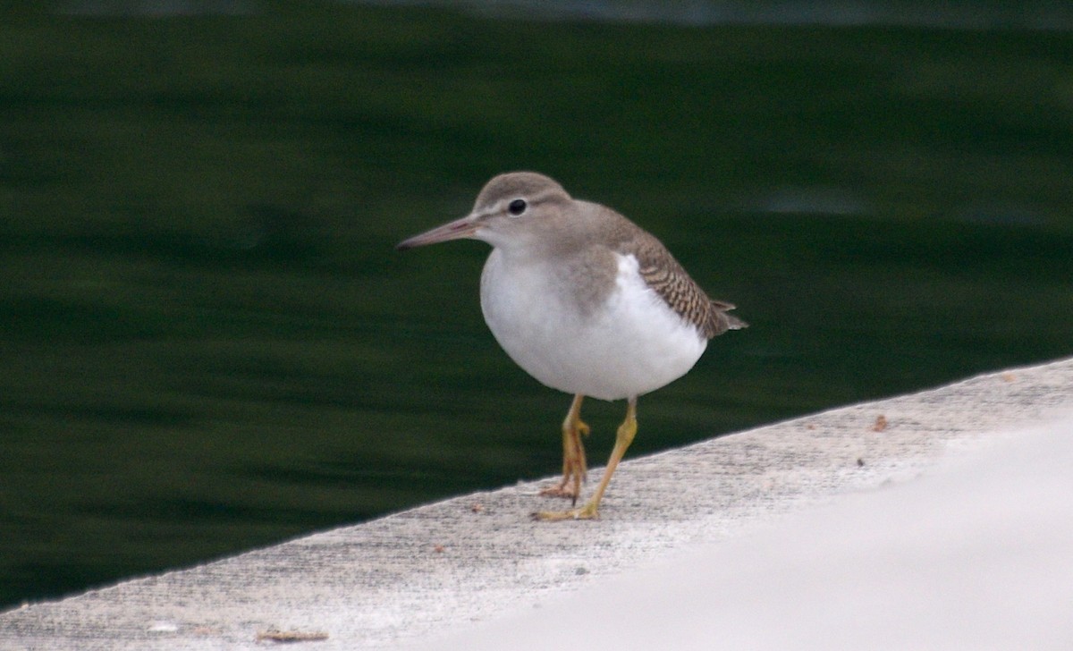 Drosseluferläufer - ML642407701