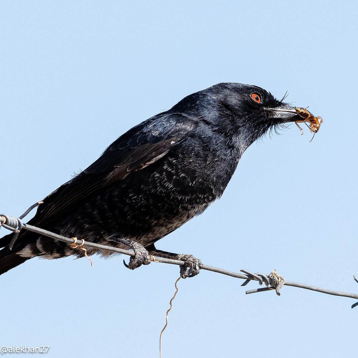 Fork-tailed Drongo - ML642407712