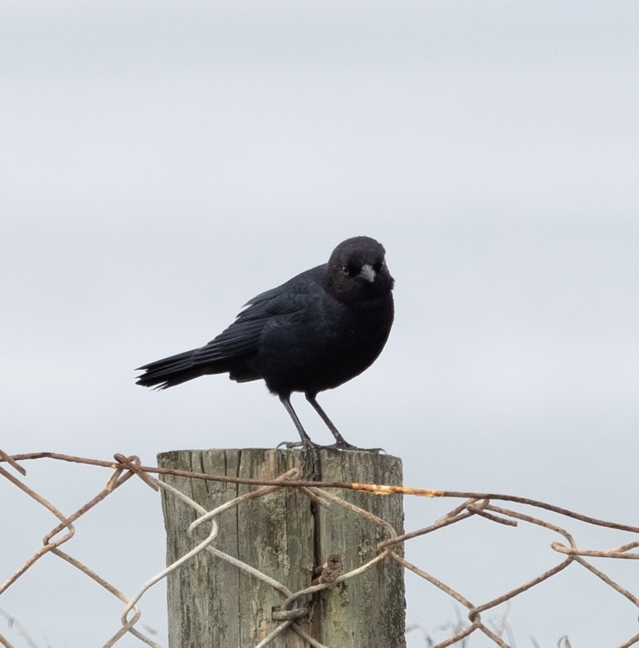 Brewer's Blackbird - ML642407713