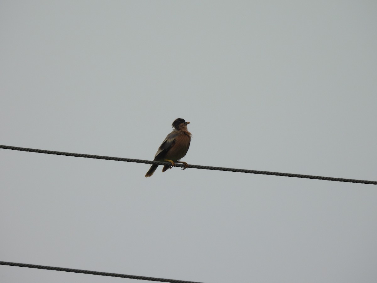 Brahminy Starling - ML642407718