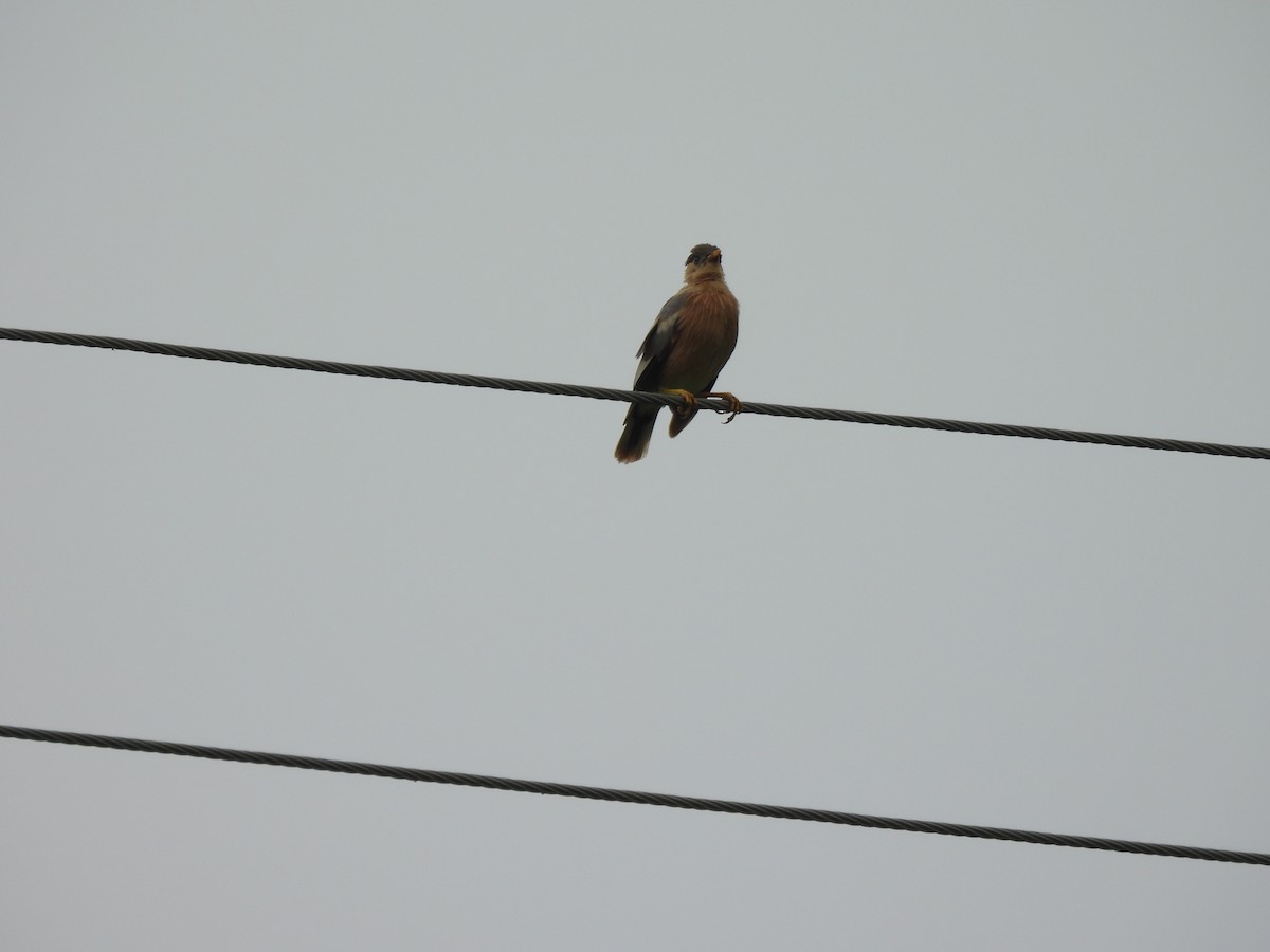 Brahminy Starling - ML642407719