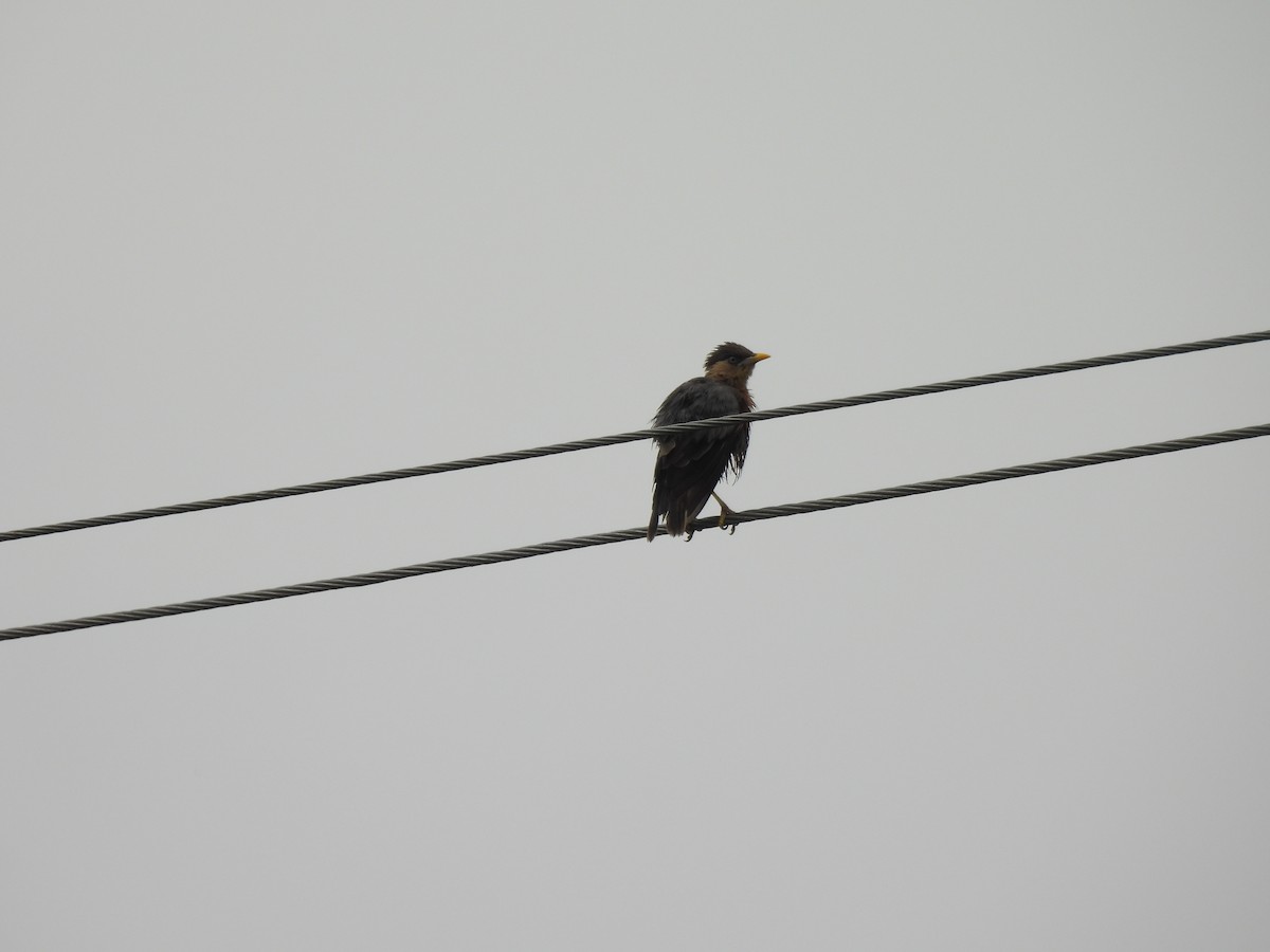 Brahminy Starling - ML642407721