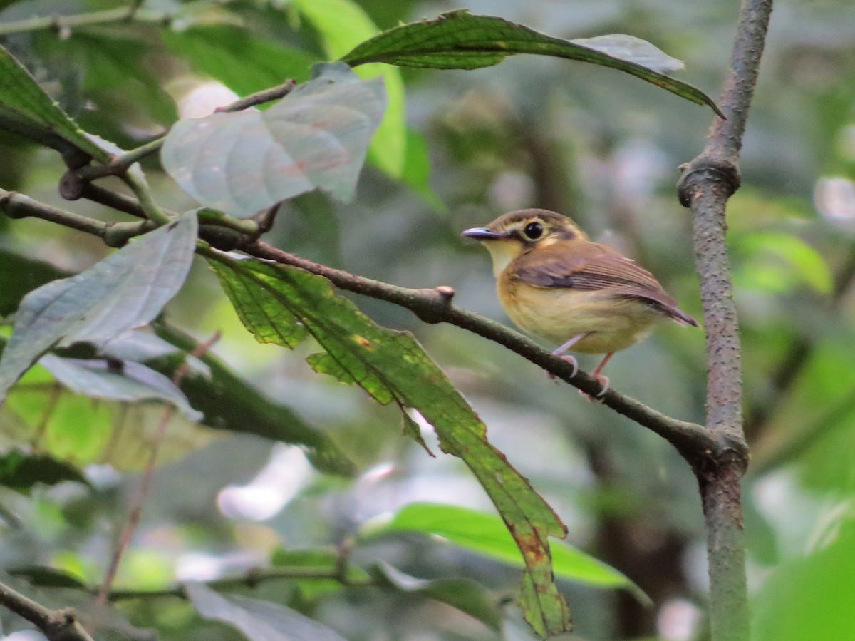 White-throated Spadebill - ML642407722