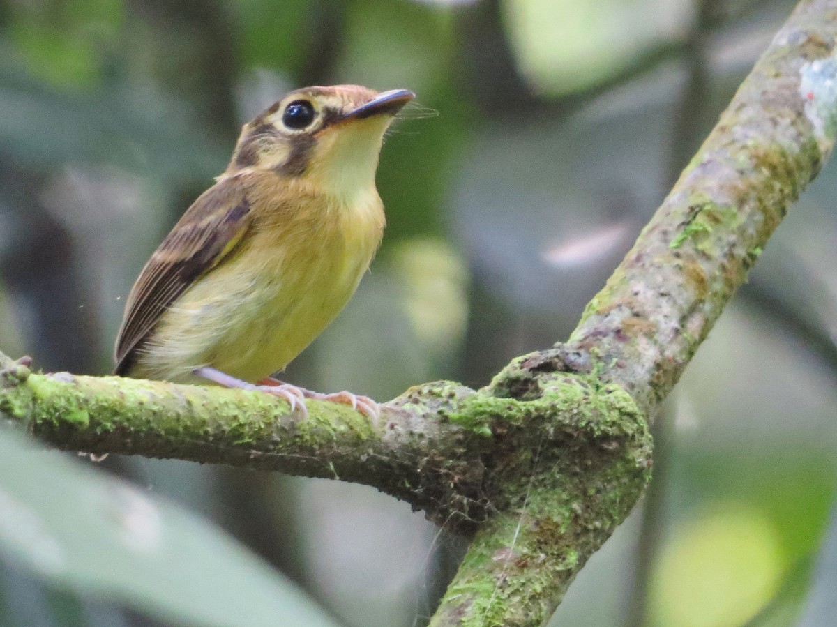 White-throated Spadebill - ML642407723