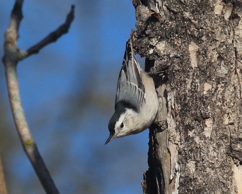 White-breasted Nuthatch - ML642407725
