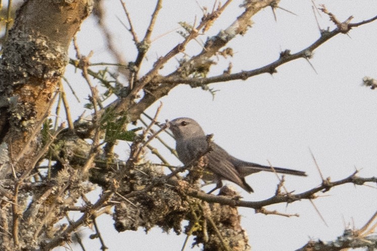 Gray Tit-Flycatcher - ML642407736