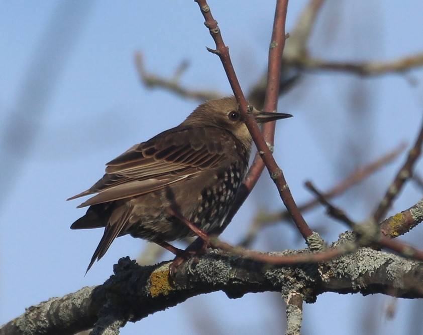 European Starling - ML642407738