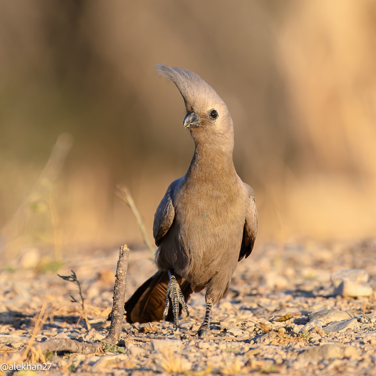 Gray Go-away-bird - ML642407740