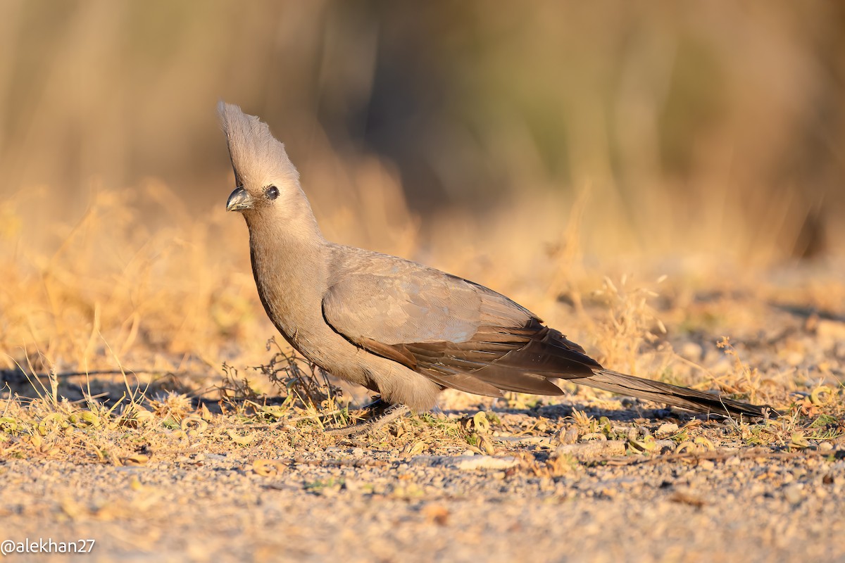 Gray Go-away-bird - ML642407741