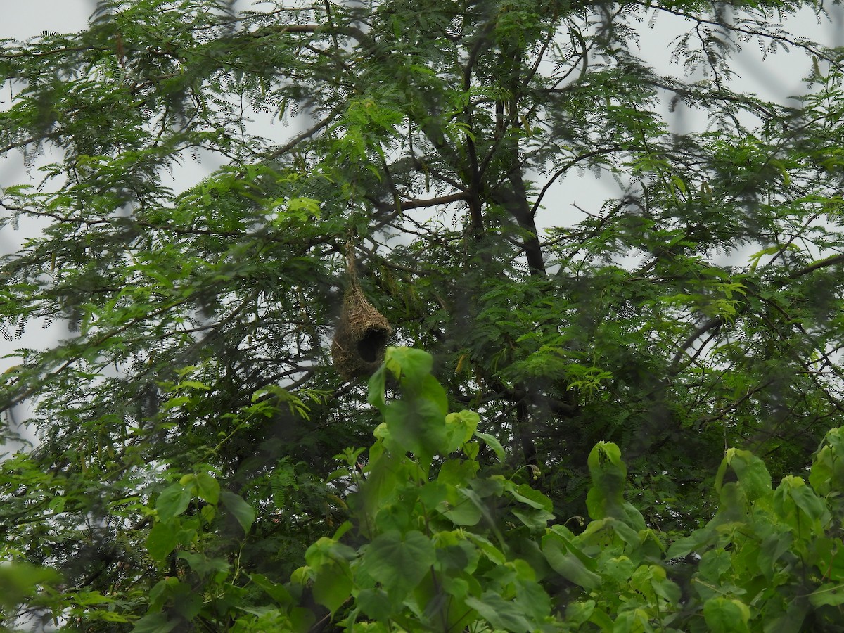 Baya Weaver - ML642407745