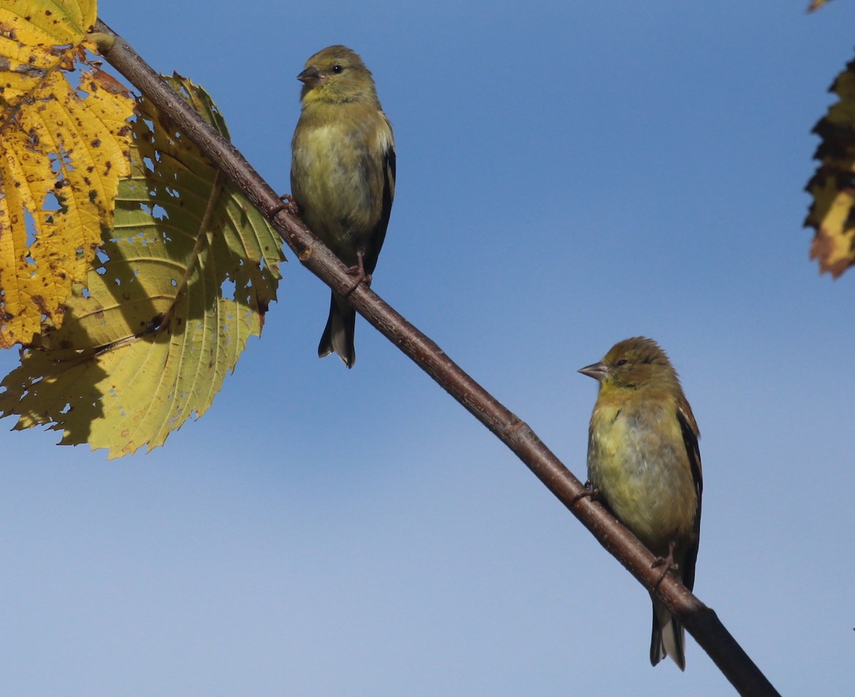 American Goldfinch - ML642407747