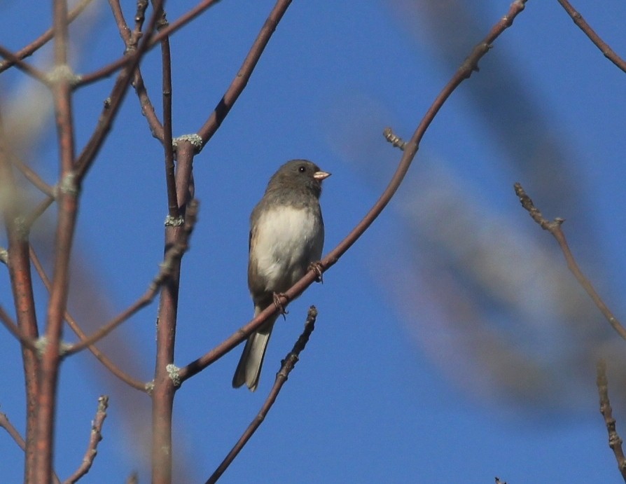 Dark-eyed Junco - ML642407752