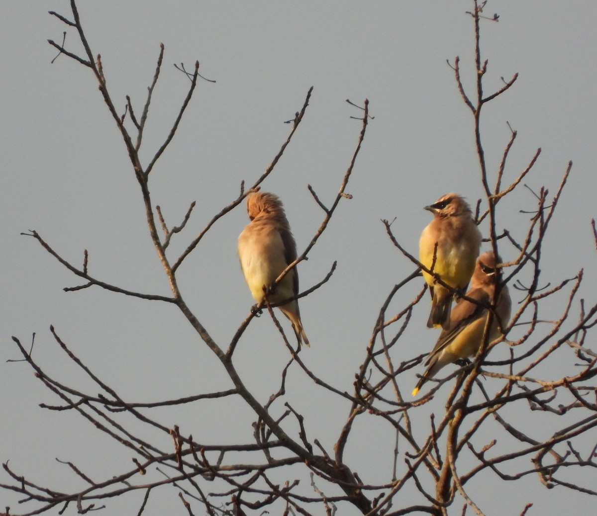 Cedar Waxwing - ML642407780