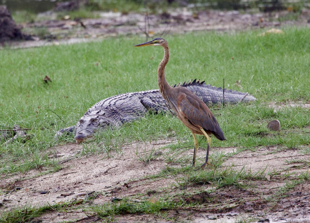 Purple Heron - ML642407787