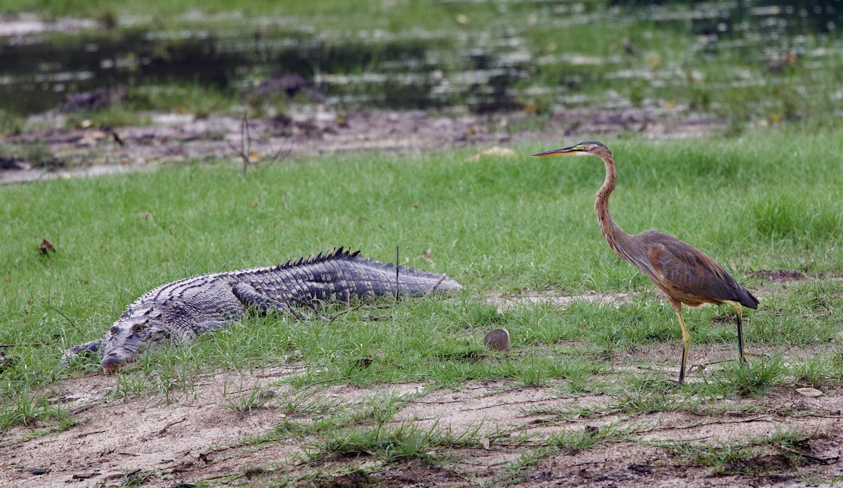 Purple Heron - ML642407788