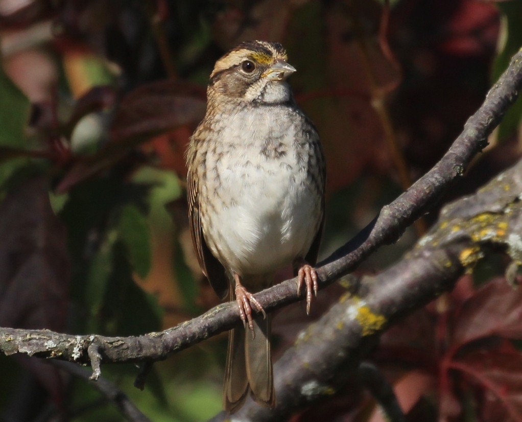 White-throated Sparrow - ML642407790