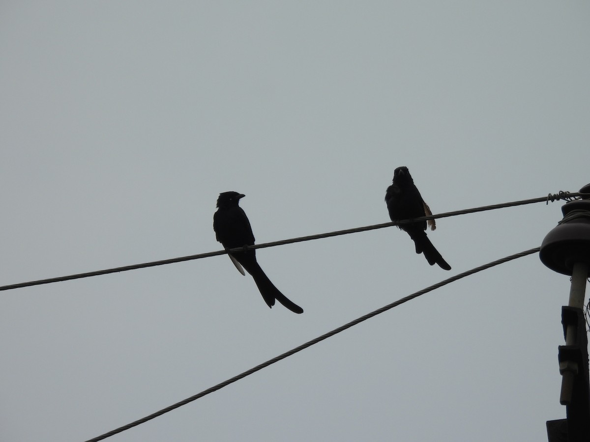 Black Drongo - ML642407791