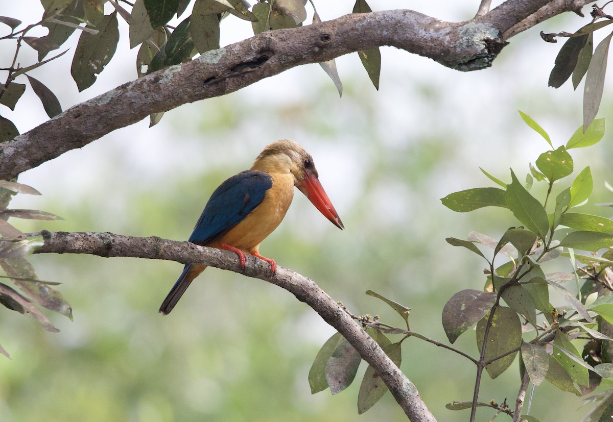 Stork-billed Kingfisher - ML642407810