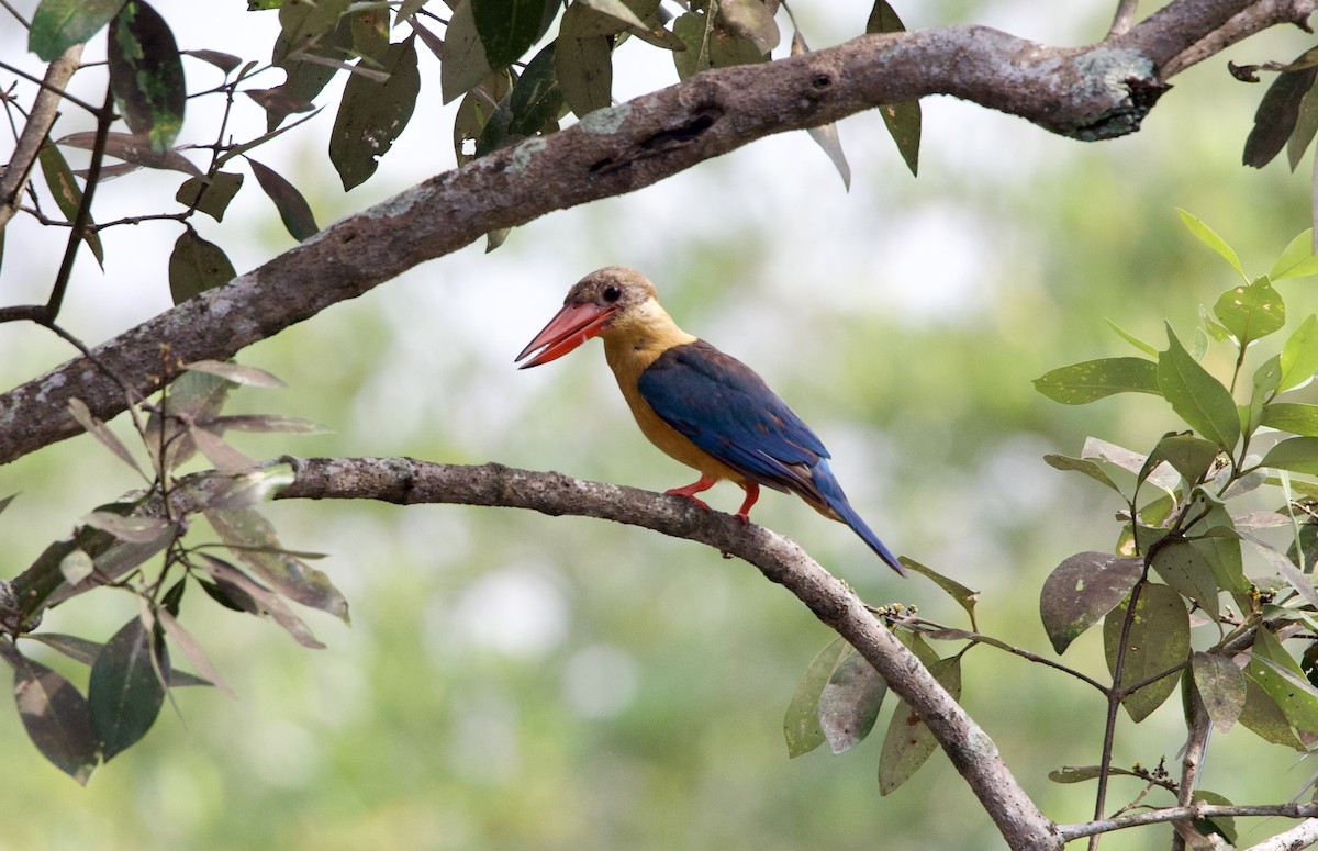 Stork-billed Kingfisher - ML642407811