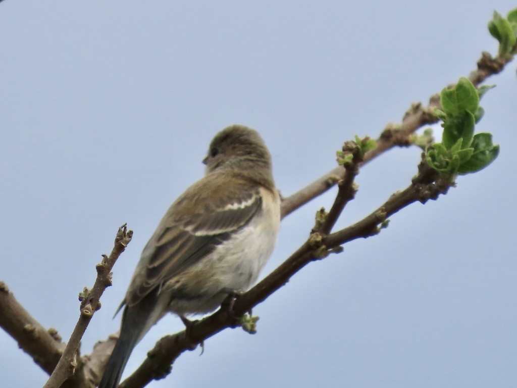 Passerin azuré - ML642407813